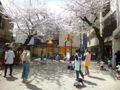 4月の園庭は桜満開♪園庭解放で地域のお友達が遊びに来てくれています！