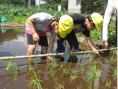 田植え中！