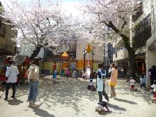 4月の園庭は桜満開♪園庭解放で地域のお友達が遊びに来てくれています！