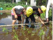 田植え中！